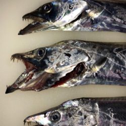 タチウオ食べたい、だから釣ります(^^)