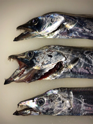 タチウオ食べたい、だから釣ります(^^)