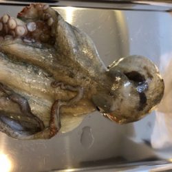 二週間ぶりのアオリイカ