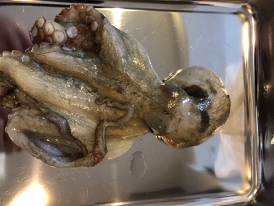 二週間ぶりのアオリイカ