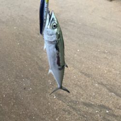 サーフでサゴシ