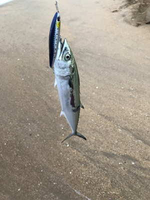 サーフでサゴシ