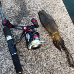 しまなみエギング そろそろ本番