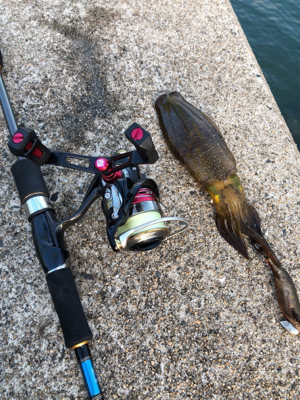 しまなみエギング そろそろ本番