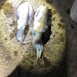 アジング撃沈エギング