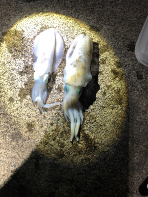 アジング撃沈エギング