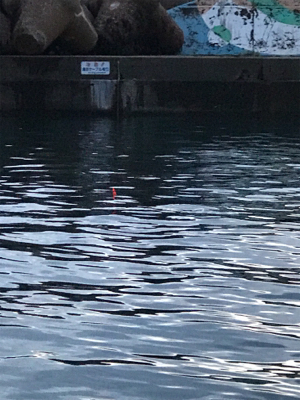 まさに夕まずめ