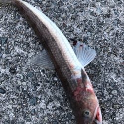 朝まづめ 活性高