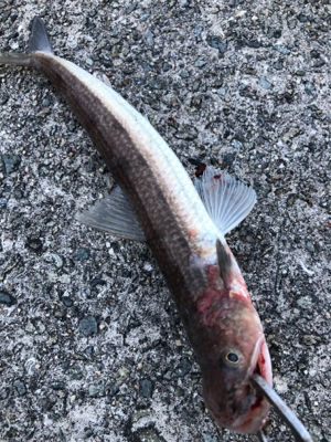 朝まづめ 活性高