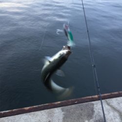 サバサバサバ！