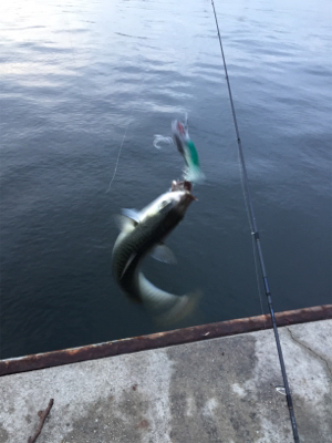 サバサバサバ！