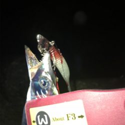 久しぶりフラップでの釣果