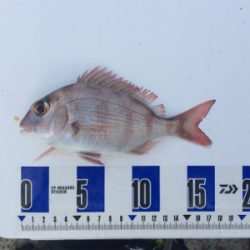 タチウオ期待してましたが、、、