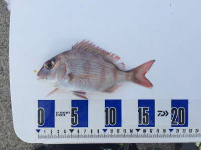 タチウオ期待してましたが、、、