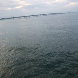 小アジ、タチウオ釣り