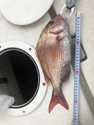 タイラバ勝利！