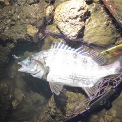 ナイトチニング