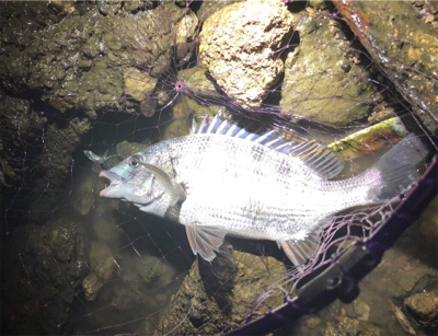 ナイトチニング