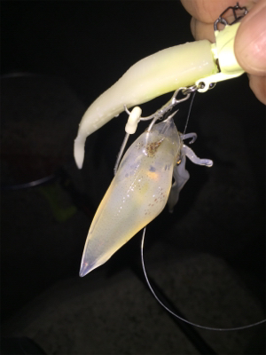 タチウオ ワインド