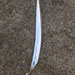 いつものタチウオ