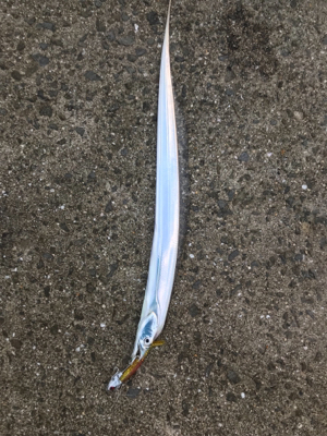 いつものタチウオ