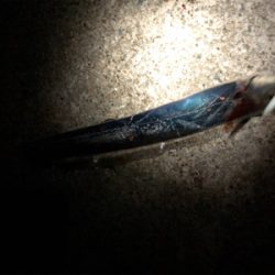 指4本の太刀魚も