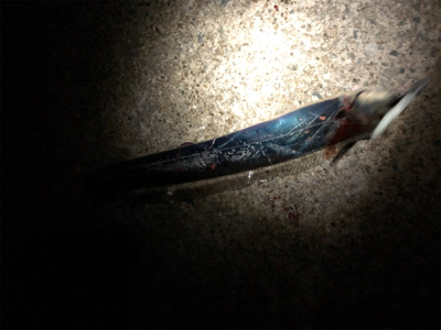 指4本の太刀魚も