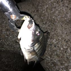 久々フィッシュ(チヌ)