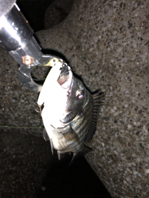 久々フィッシュ(チヌ)