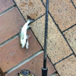 久々のシーバス 極小