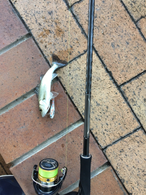 久々のシーバス 極小