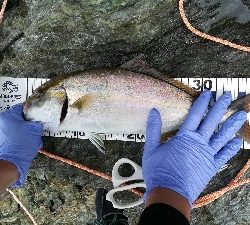 まかさの一投目！