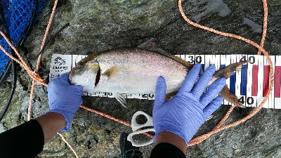 まかさの一投目！