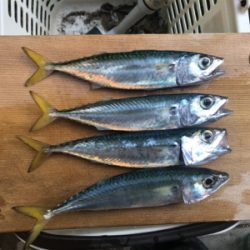 海釣り公園サビキ釣りへ