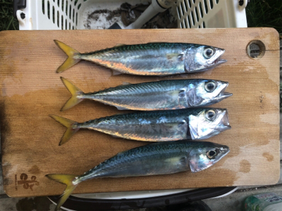 海釣り公園サビキ釣りへ