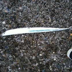 フラットフィッシュ狙いなのに…