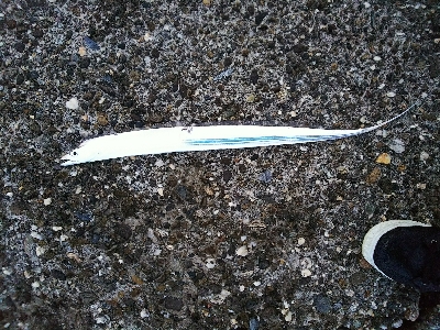 フラットフィッシュ狙いなのに...