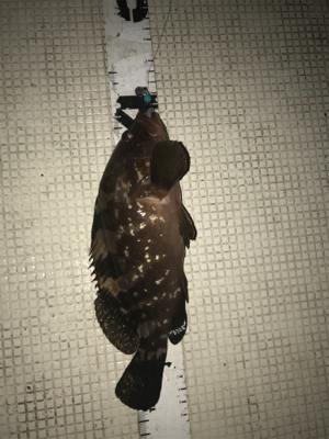 キジハタ釣れてます