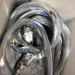 タチウオ爆！！！！！