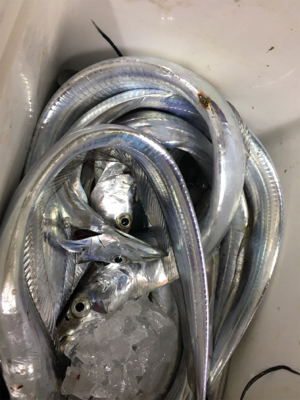 タチウオ爆！！！！！