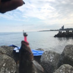 今日はハズレでした