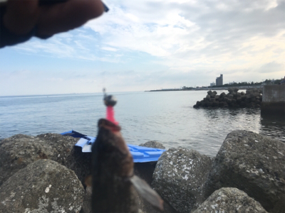 今日はハズレでした