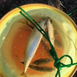 サバでギュイーンとドラグ