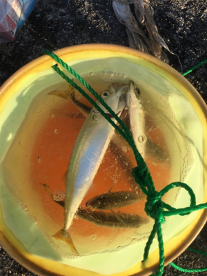 サバでギュイーンとドラグ