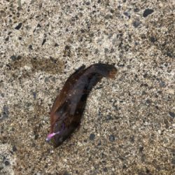 エギング、アジング