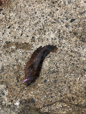 エギング、アジング