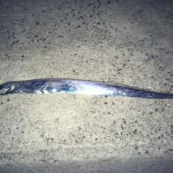 今年、初太刀魚ー