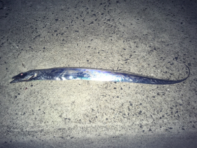 今年、初太刀魚ー