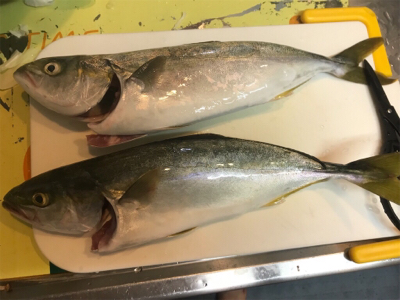 泳がせ釣り