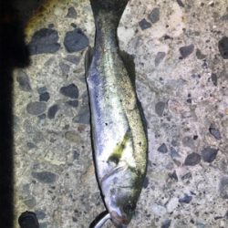 味を釣って泳がせ釣り